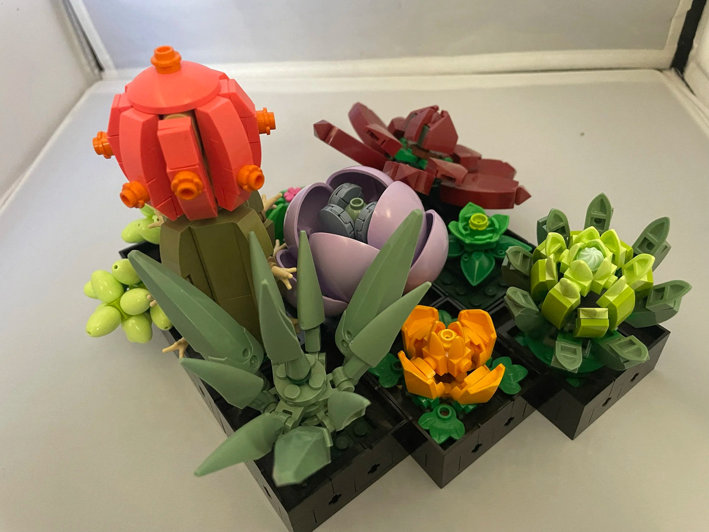 Succulents- 10309